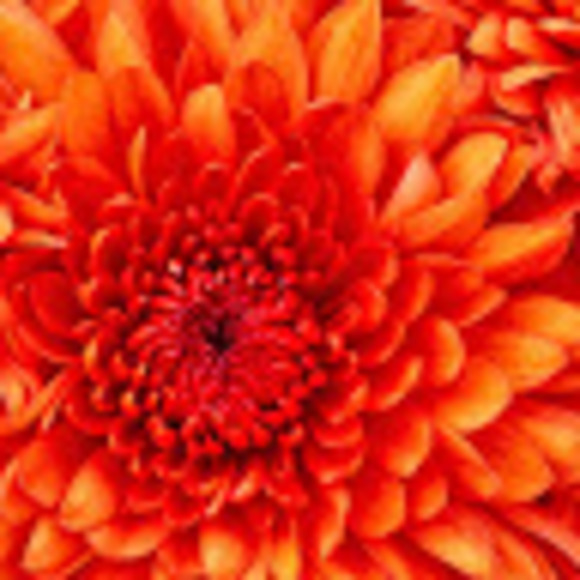 Meet your Posher, Dionne - Picture 1 of 1